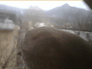 /images/blog/2026-06-15-Vogelerkennung/amsel.gif - Logo