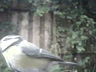 /images/blog/2026-06-15-Vogelerkennung/blaumeise.gif - Logo